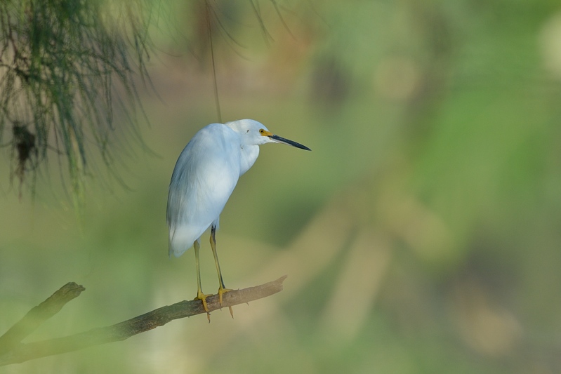 Amerikaanse Kleine Zilverreiger